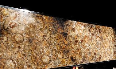 Manufacturers Exporters and Wholesale Suppliers of Petrified Wood Stone Slabs Ajmer Rajasthan